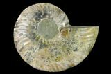 Agatized Ammonite Fossil (Half) - Madagascar #139678-1